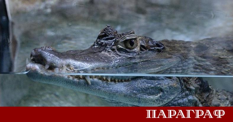 Кметът на мексиканското градче Сан Педро Хуамелула влезе в световните