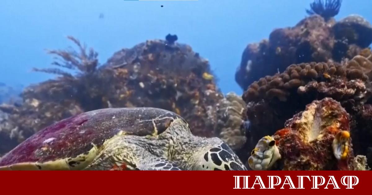 Океанските температури през юни счупиха световните рекорди Тази тревожна тенденция