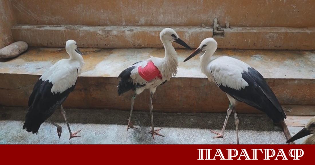 Мощна буря и градушка връхлетяха петричкото село Първомай през последните
