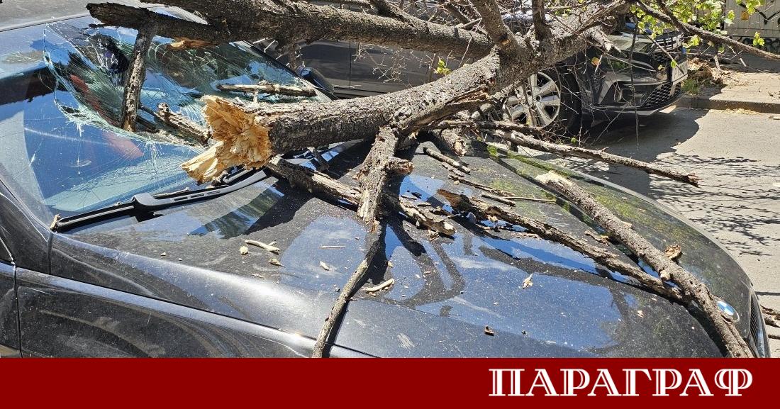 Инцидент с паднало дърво предизвика сериозни затруднения в централната част