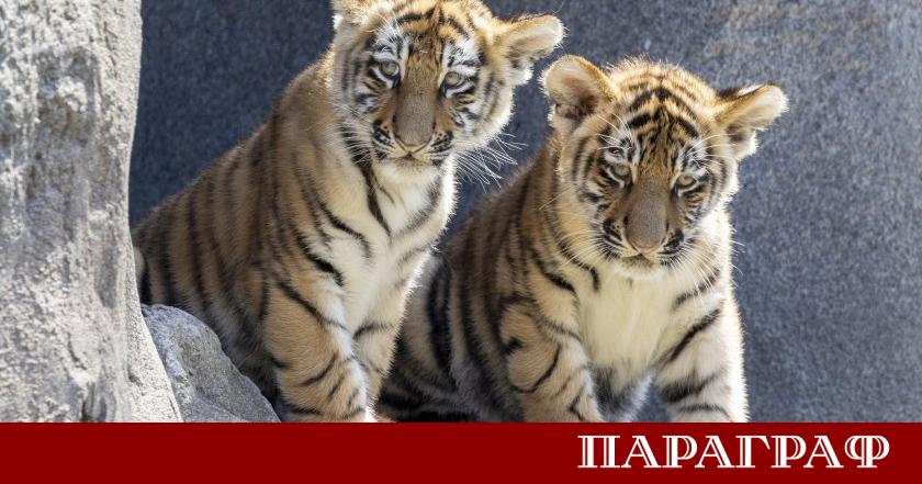 Националният зоопарк на Куба стана сцена на изключително събитие в