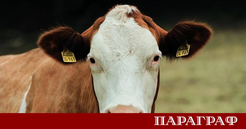 Европейският съюз преразглежда фундаментално отношението си към животновъдния сектор Дълги
