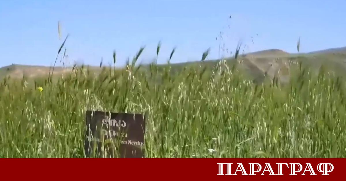Грузия заема ключово място в световната история на земеделието Страната