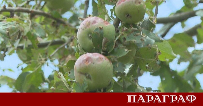 Опустошителна градушка удари струмянското село Горна Рибница и унищожи напълно