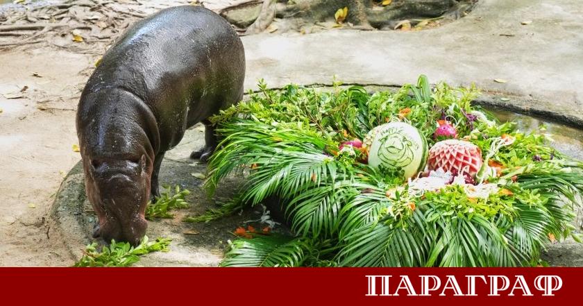 Хипопотамчето Му Денг което се превърна в истински глобален феномен