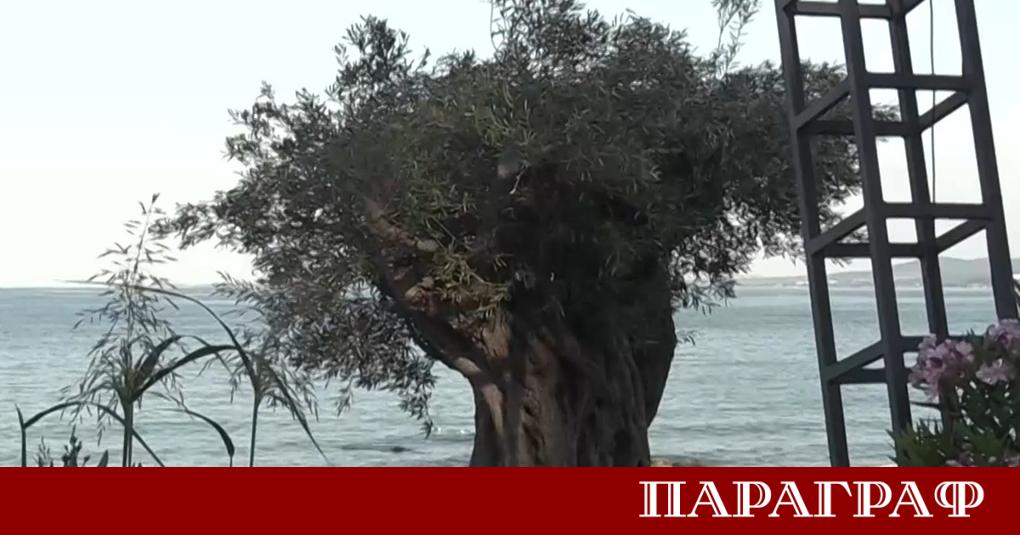 Бургас официално стана дом на едни от най древните живи