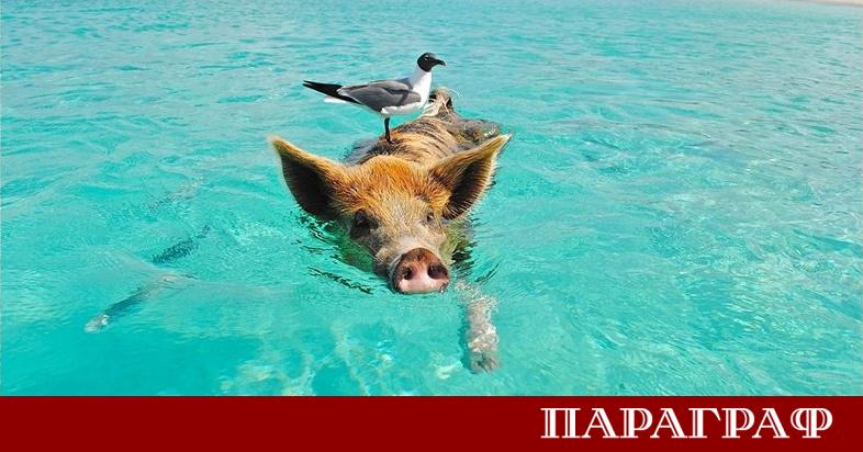 Българска туристка пострада сериозно след нападение от диви морски свине