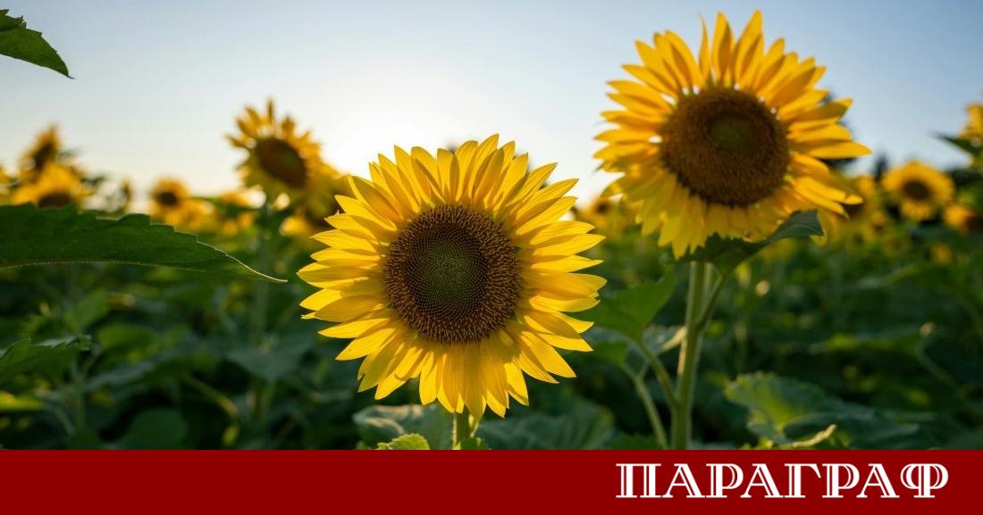Днешният следобед ще предложи предимно слънчево време в по голямата