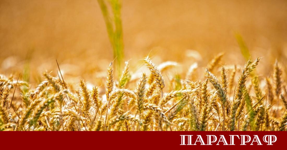 Предстоят дни с интензивни горещини в цялата страна Синоптиците прогнозират