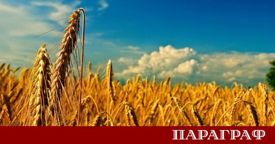 Световните пазари отчитат забележимо повишение в цените на основните зърнени