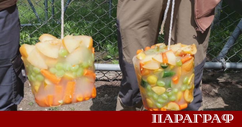 Летните жеги достигнаха и Парка за мечки край Белица Служителите