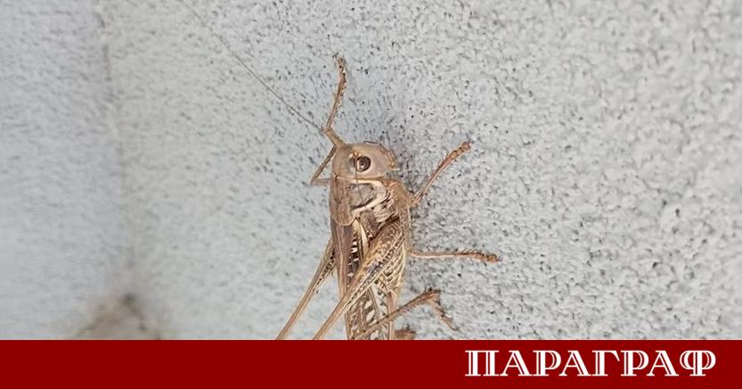През последните седмици социалните мрежи в България са изпълнени с