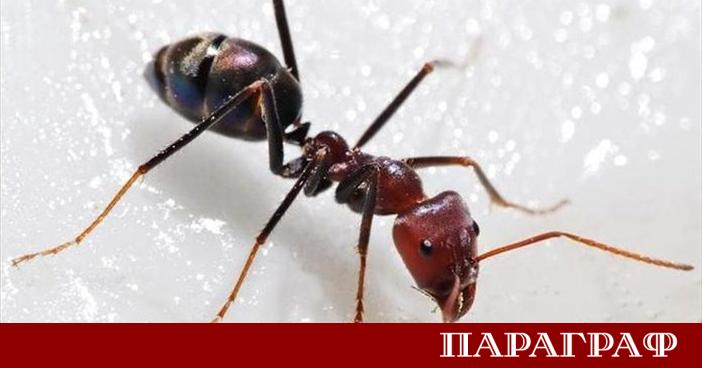 Южнокорейската прокуратура поиска ефективна присъда за собственик на елитен ресторант