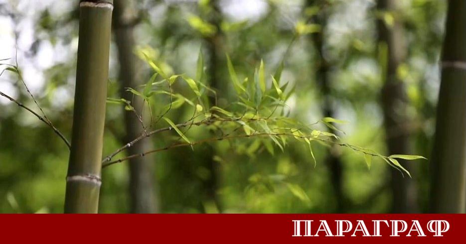 Китай успешно трансформира екологичните предизвикателства в нови икономически възможности чрез