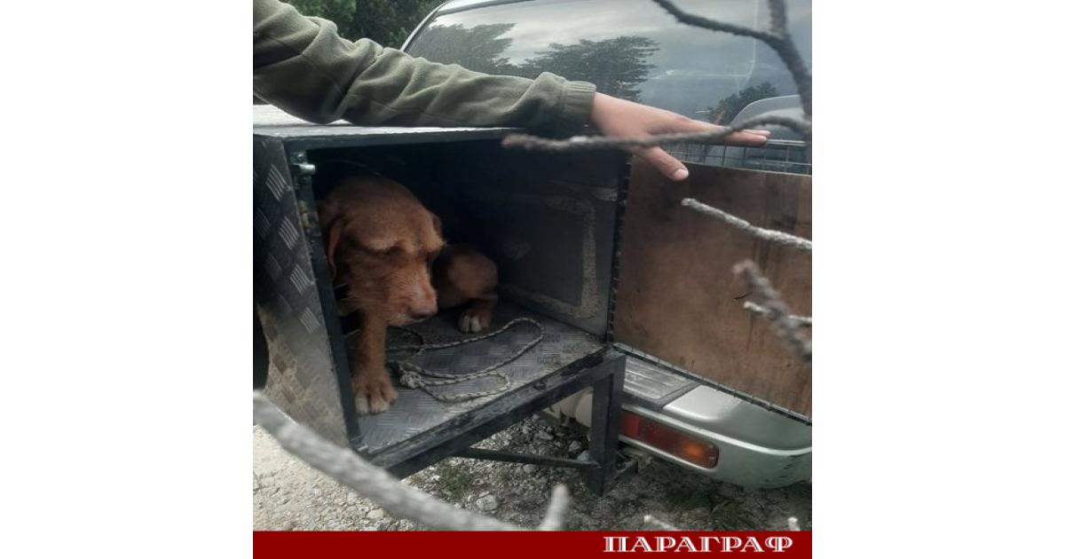 Служители на Дирекция Национален парк Рила проведоха успешна специализирана акция