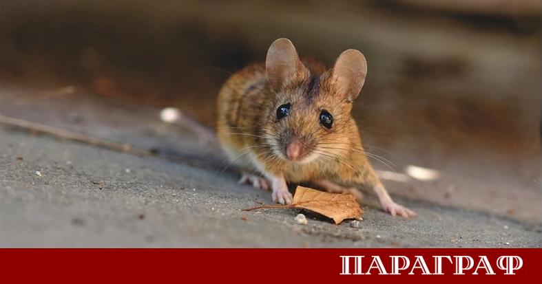 Венеция е известна със своите канали и романтична атмосфера но