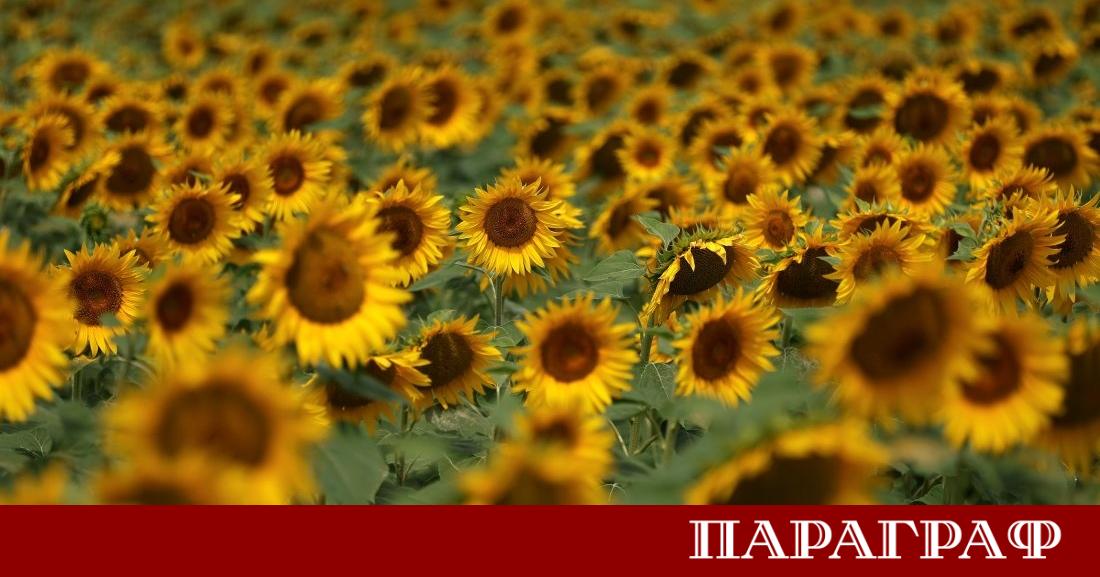 Японският град Ундзен се превърна в сцена на уникално природно
