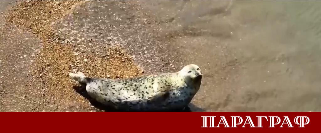 Заливът Гарорим в Южна Корея привлича вниманието на световната екологична