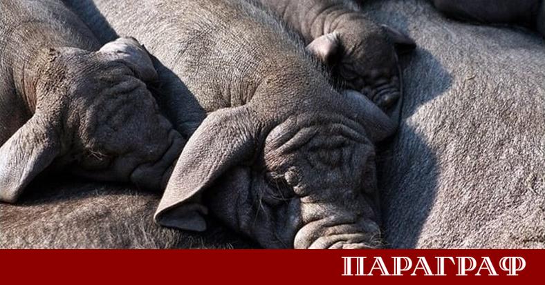 Българските животновъди настояват за спешно въвеждане на квоти за изкупуване
