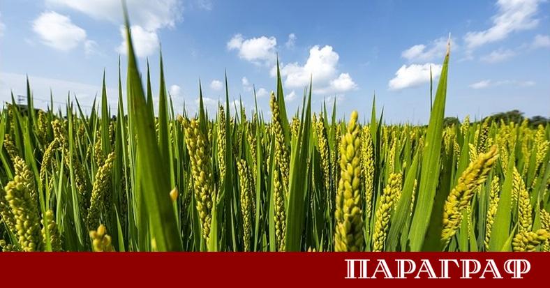Китайски изследователи постигнаха исторически успех в областта на съвременното земеделие