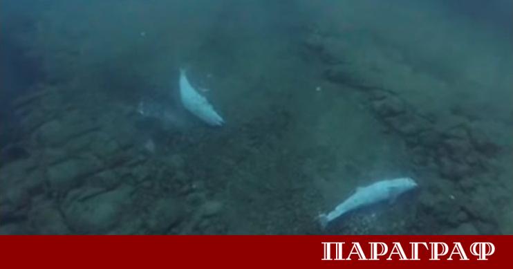 Силвия Рашкова е национален рекордьор по свободно гмуркане Тя откри