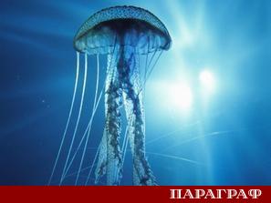 Бреговете на американския щат Масачузетс станаха сцена на изключително необичайно