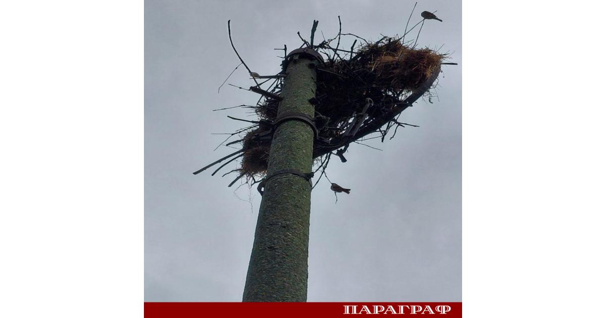 Успешна спасителна акция върна три малки щъркелчета в тяхното гнездо