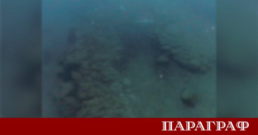 Шокираща находка разтърси Южното Черноморие след като 11 мъртви малки
