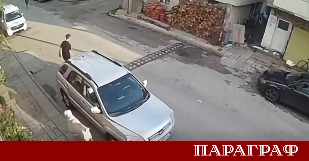 Няколко тежки инцидента с кучета отново разделиха мненията в социалните